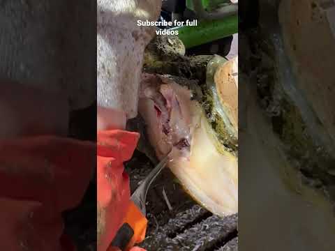 PUS SPEWING ABSCESS #relief #restoration #satisfying #wow #cow #pimple #cantlookaway