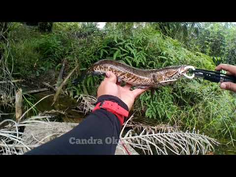 SAMBARAN BERTUBI TUBI PREDATOR GABUS || MANCING IKAN GABUS BESAR || SHIMANO CURADO DC #011