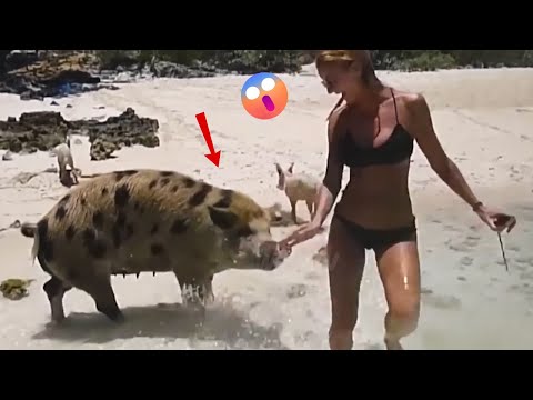 Funny Animals Attacking Humans Caught on Camera!