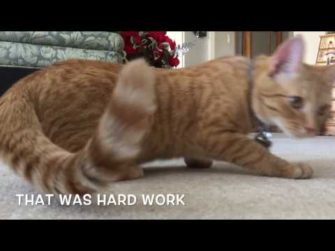 Maisy the Cat Plays Fetch