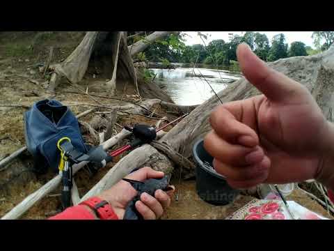 Joran Daido || Membagongkan 😂 Mancing Ikan Sungai || Mancing Ikan Baung Sungai #005