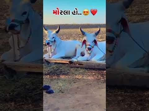 #Kankrej balad બેય મોરલા હો...