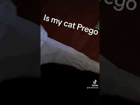 Ismy cat prego???