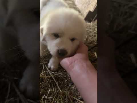 Visiting the PUPPIES! #greatpyrenees #livestockguardiandog #farmlife #puppy