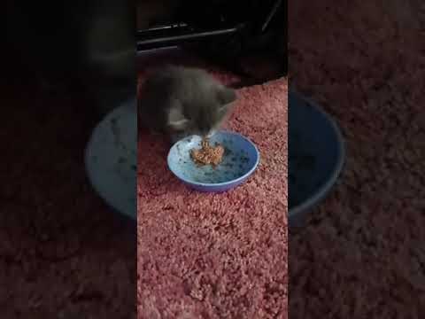 Kitten Eating