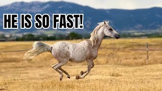 Arabian VS Quarter horse ~ Who is FASTER? 🌬️