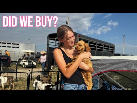 HUGE Farm Animal Swap and Sale | Waverly Iowa