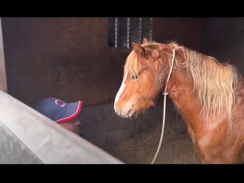 Wild horse needs help!! Risky visit!!