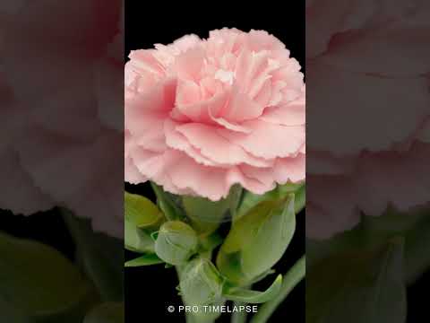 CARNATION FLOWER blooming Time Lapse #shorts