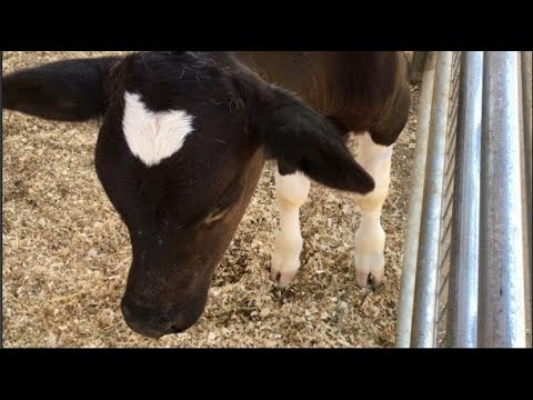 ON THE FARM VIDEO FOR KIDS, TODDLERS & BABIES |  A CUTE BABY BULL CALF  | A VALENTINE'S DAY BOY