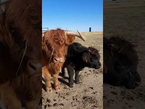 Just Hanging Out! #highlandcows #colorado #cows