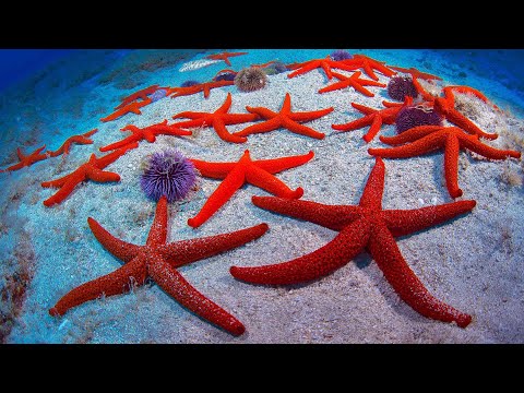 Phylum Echinodermata Part 1: Form and Function