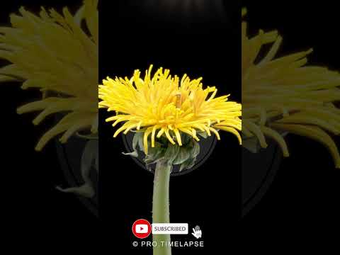 MAGIC DANDELION Time Lapse #shorts