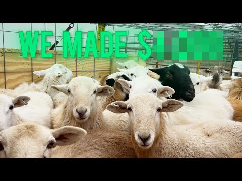 How Much Money Can You Make With Sheep? | Sale Barn