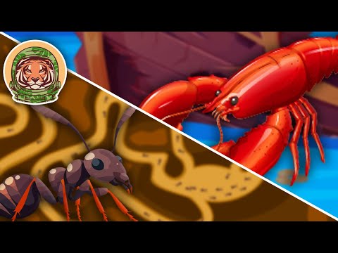 What Are Arthropods? | The Insects Song For Kids | KLT WILD