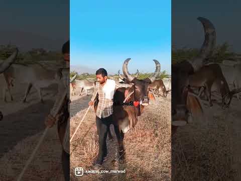 Kankrej Cow Marwad Pawti RJ