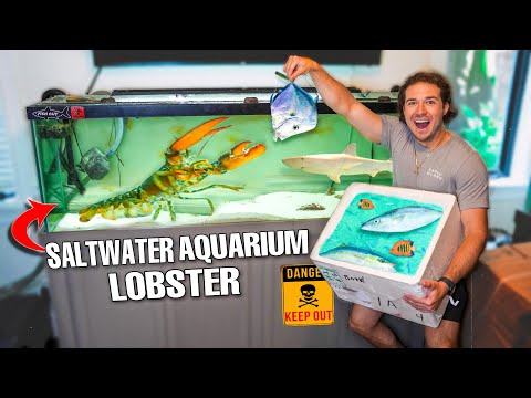 Catching Exotic FISH For My Pet GROCERY STORE LOBSTER!