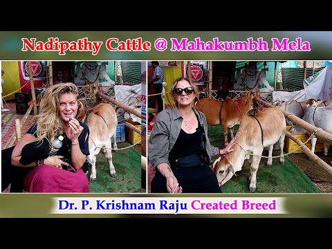 Maha kumbhmela - Nadipathy Cows #farming #shortvideos #animals #farm #viral #reels #youtube #shorts