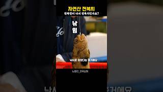 좀비싸서 고민이 되는 전복치