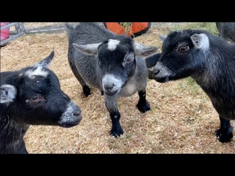 PYGMY GOATS PLAYING LIKE SCHOOL KIDS:  butting heads & goat sounds