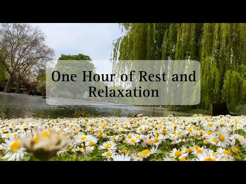 One hour relaxing music | no copyright | free to use