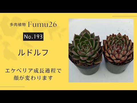 【多肉植物】成長した苗と若い苗の顔違い‼︎ルドルフでお見せします✨