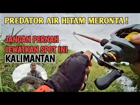 SPOT GOBLIN AIR HITAM PREDATOR KALIMANTAN MERONTA || SHIMANO CURADO DC