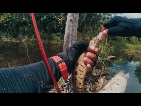 NEMU SPOT BUJUK || MANCING IKAN GABUS BUJUK || CASTING GABUS SHIMANO CURADO DC #030