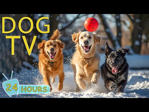 DOG TV: Best Entertaining Videos for Dogs Home Alone - Music Relax Your Dogs & Stop Boredom