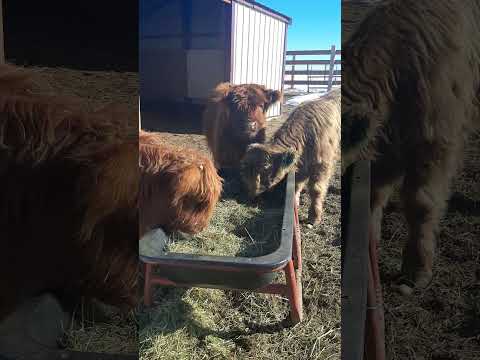 Checking in on the babies! #highlandcows #ranching #colorado