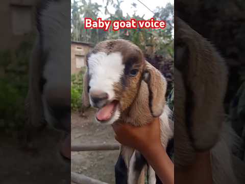 baby goat sound