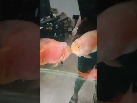 fish kissing##shortvideo#fishpet