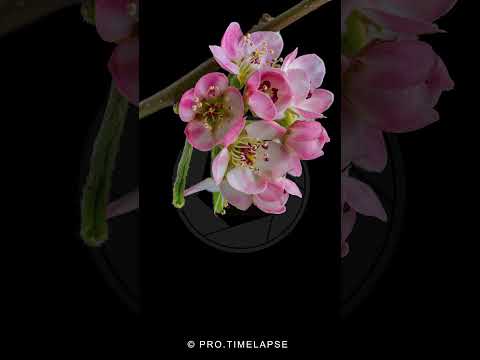 Tree Blossom Time-lapse #protimelapse #timelapse #blossom #flowers