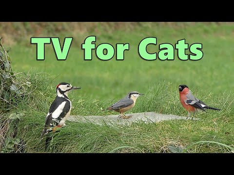 Cat TV Videos ~ Springtime Birds for Cats to Watch