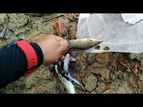 Mancing Ikan Baung Puntin Di Sungai || Joran Daido || Mancing Tehnik Dasaran #002