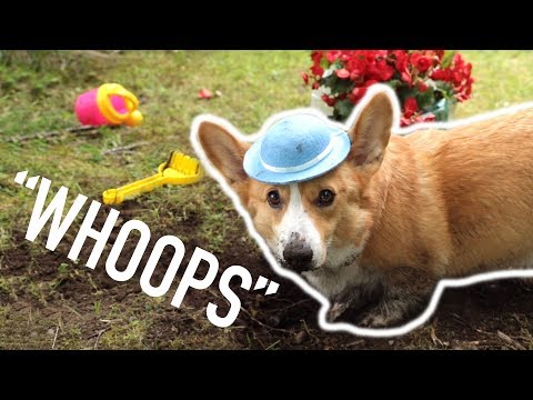 MESSY JOB - Topi the Corgi