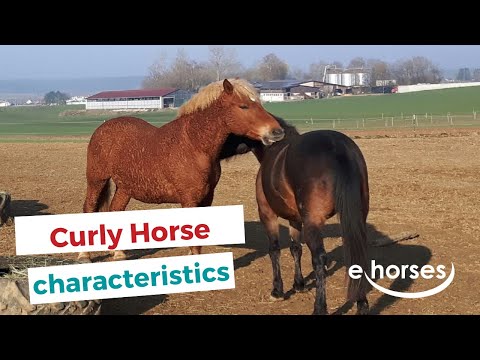 Curly Horse  | characteristics, origin & disciplines