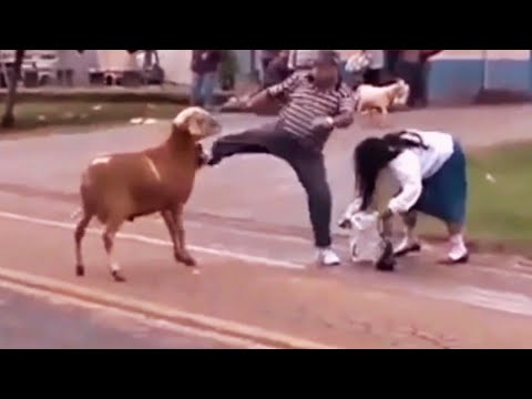 Animals attack humans and funny animal moments 2024.