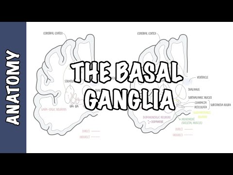 The Basal Ganglia Clinical Anatomy