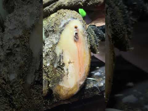 Pssssssssssst ... MASSIVE HIDDEN CAVITY ... & it's full of PUS #cow #hoof #animals #satisfying #farm