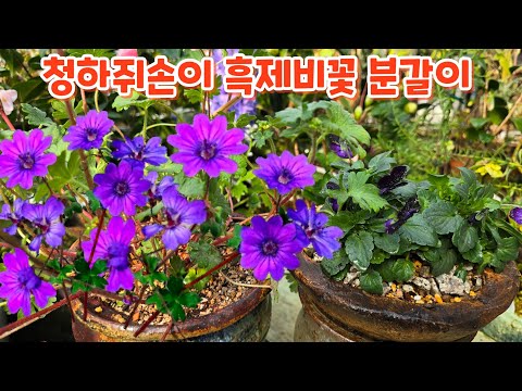 #흑제비꽃 #청하쥐손이 #분갈이 #키우기 관리하기 #들꽃사랑