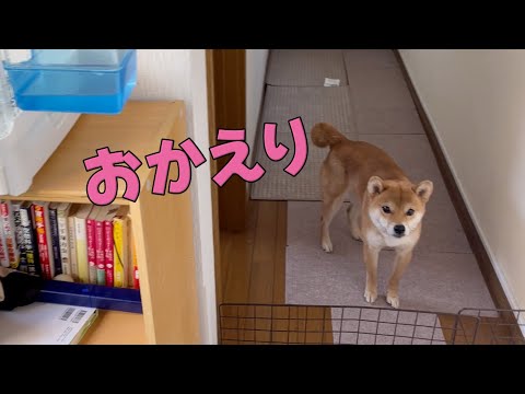 帰宅すると飛び出して出迎えてくれる柴犬小夏　青谷川公園　文鳥壺巣