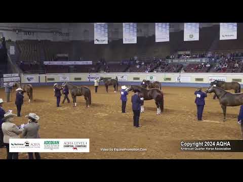 2-Year-Old Stallions - 2024 AQHA World Championship Show