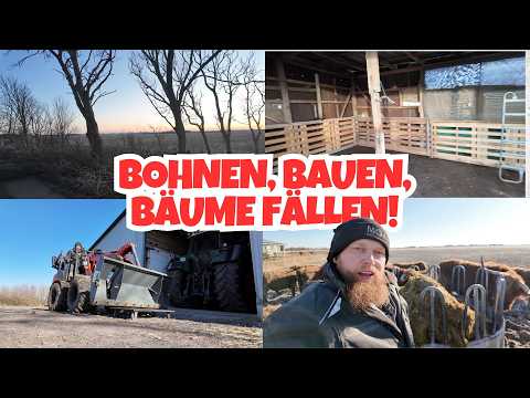 Our beans are here - FarmVLOG#1063