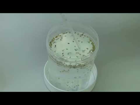 Inside the lab breeding malaria resistant GM mosquitoes | REUTERS