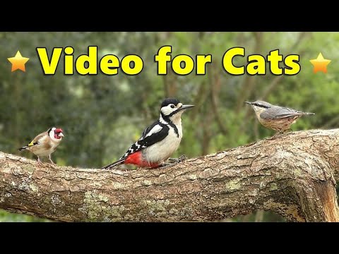 Cat TV for Cats to Watch 🌸 Birdwatching for Cats