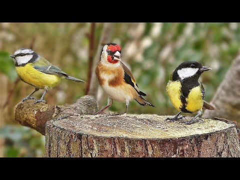 Videos for Cats to Watch and Hear Beautiful Bird Sounds / Cat TV