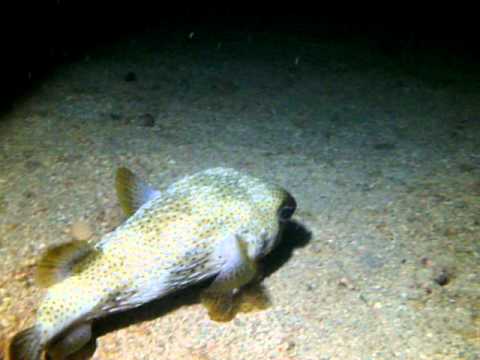 Porcupine Fish - Night Dive