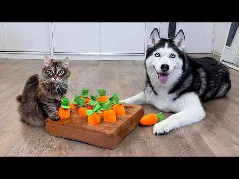 Huskies VS Cats: Who Wins the Carrot Puzzle? New IQ Test