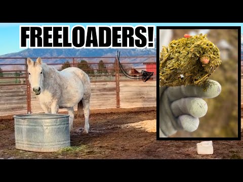 What are those!  Deworming my auction HORSE~ This should help!